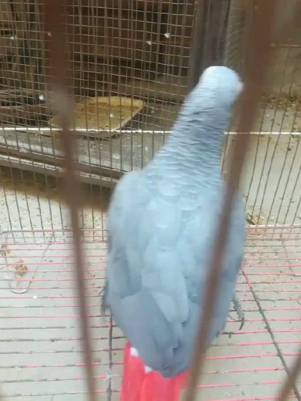 african grey healthy butifull and active parrot for sale 4