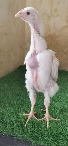 White king Shamo /O Shamo  Chicks  0313-4838942