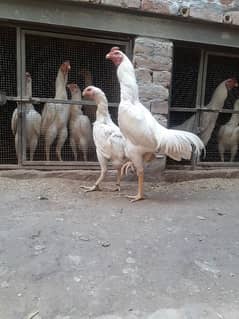 white shamo pair for sale