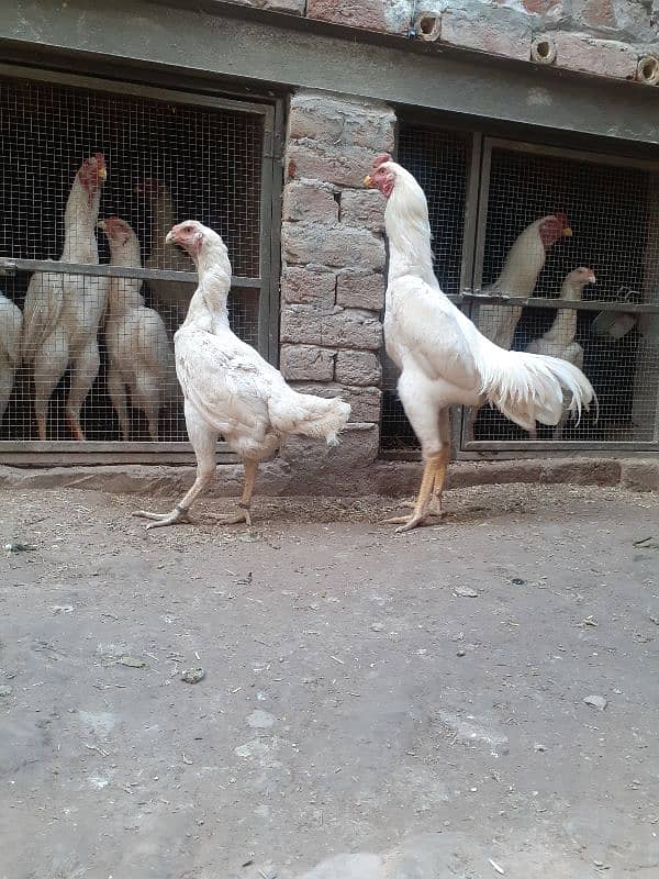 white shamo pair for sale 1