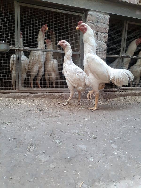 white shamo pair for sale 2