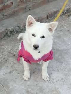 Russian female for sale Gujrat