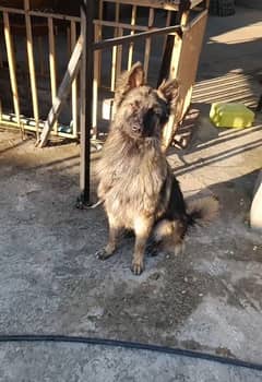 Belgian tervueran