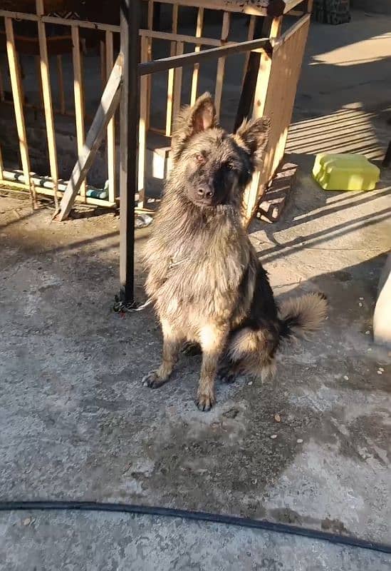 Belgian tervueran 0