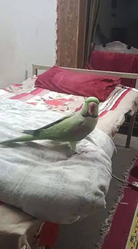 raw parrot12 month age urgent for sale only WhatsApp number 1