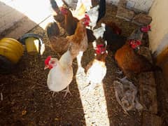 Golden Misri hen only 9 female for sale 0,308,85,96,88,6 whatapps