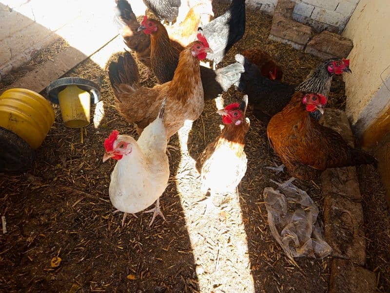 Golden Misri hen only 9 female for sale 0,308,85,96,88,6 whatapps 0