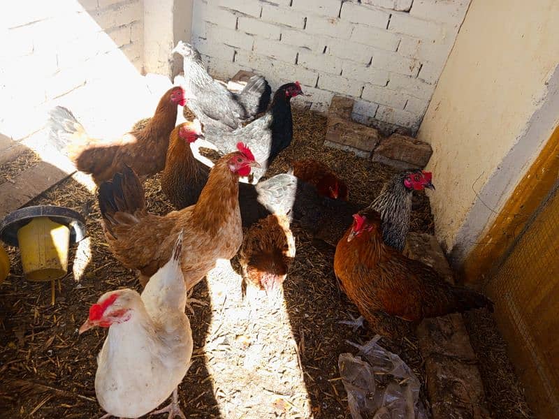 Golden Misri hen only 9 female for sale 0,308,85,96,88,6 whatapps 1