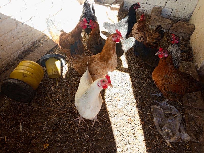 Golden Misri hen only 9 female for sale 0,308,85,96,88,6 whatapps 2