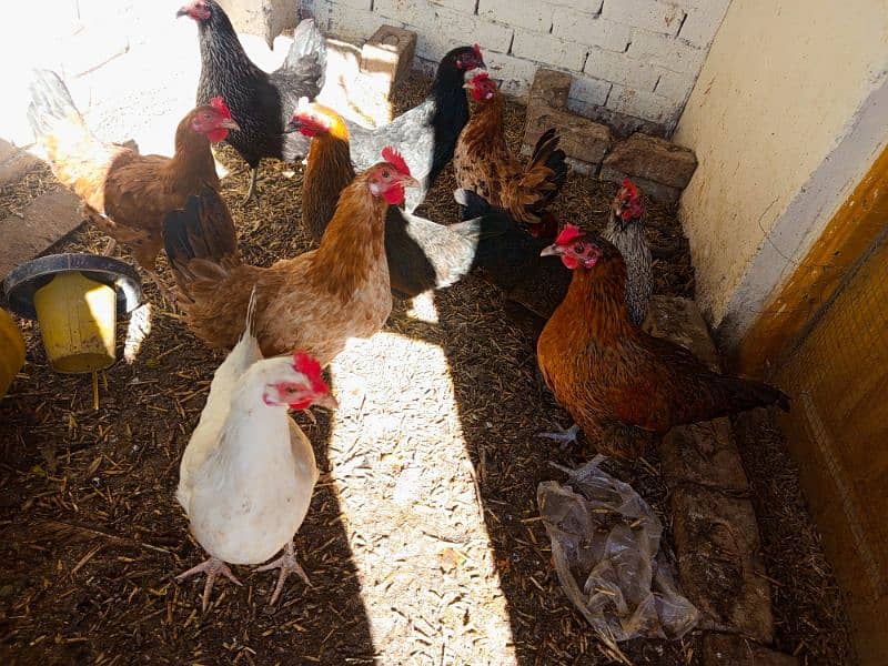 Golden Misri hen only 9 female for sale 0,308,85,96,88,6 whatapps 3