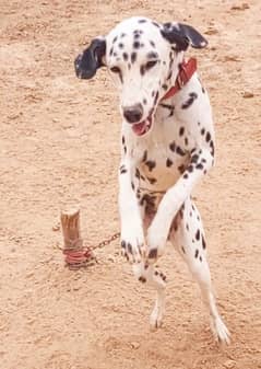 beautiful Dalmatian female