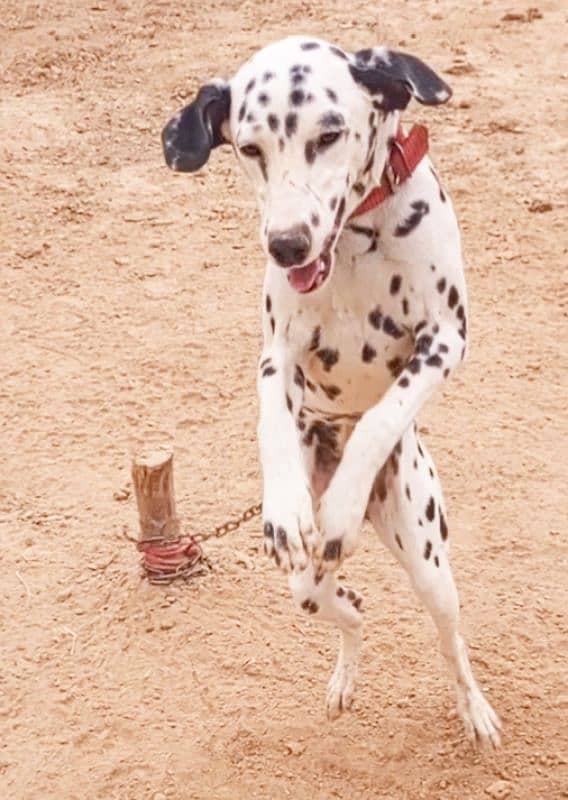 beautiful Dalmatian female 0