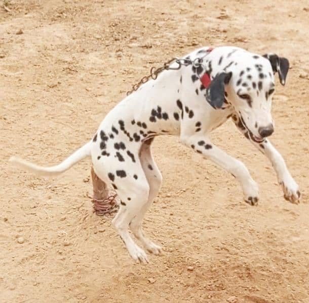 beautiful Dalmatian female 1