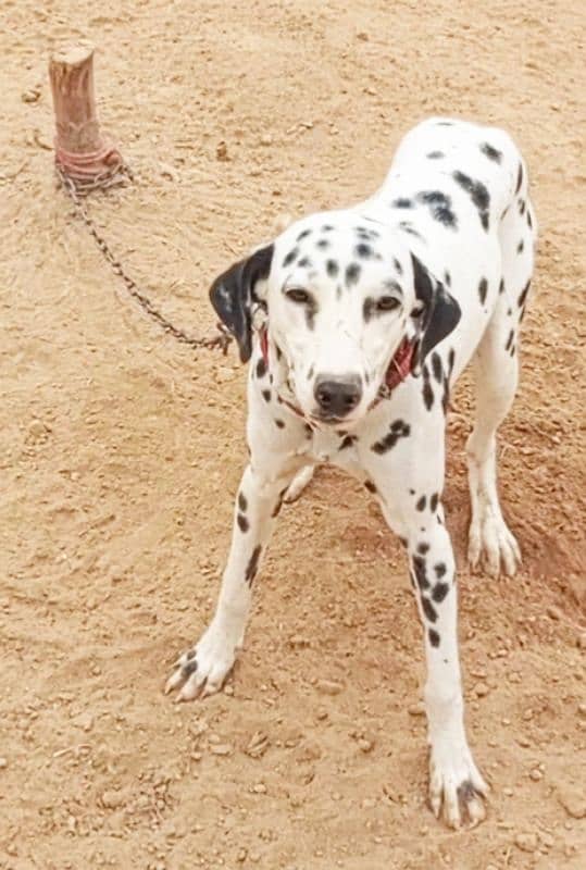 beautiful Dalmatian female 2