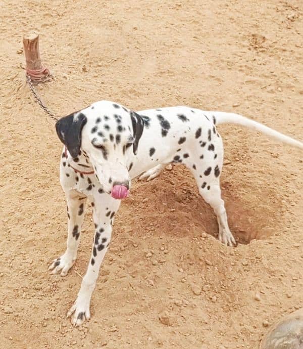 beautiful Dalmatian female 3