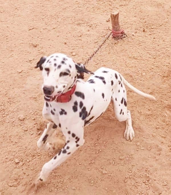 beautiful Dalmatian female 4