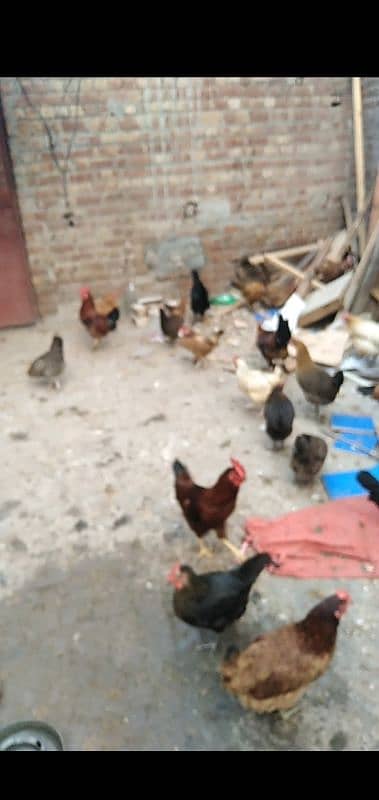 Eggs laying hens for sale 0