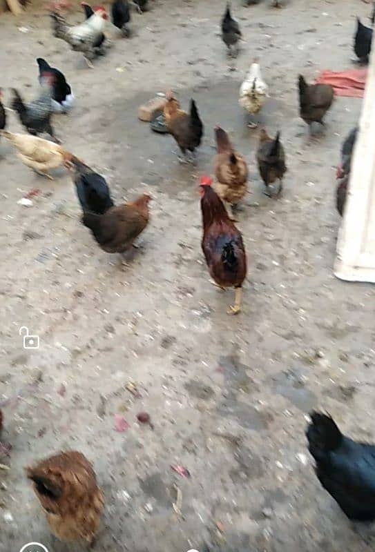 Eggs laying hens for sale 1