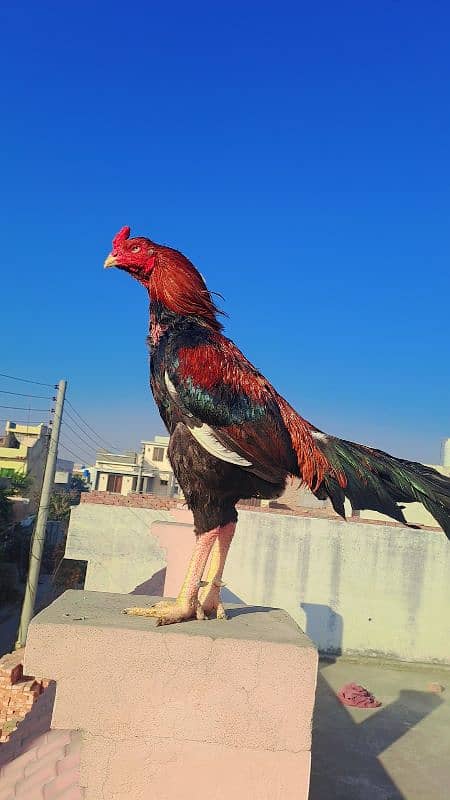 Pure Burmi Male Breed By Buleh Shah Aseel Farm Kasur. 0