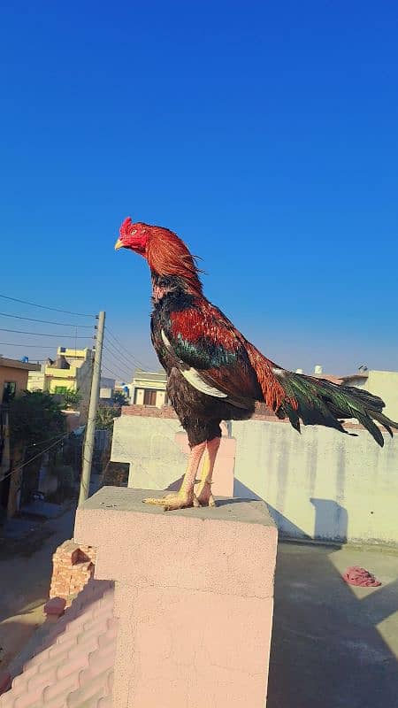 Pure Burmi Male Breed By Buleh Shah Aseel Farm Kasur. 1