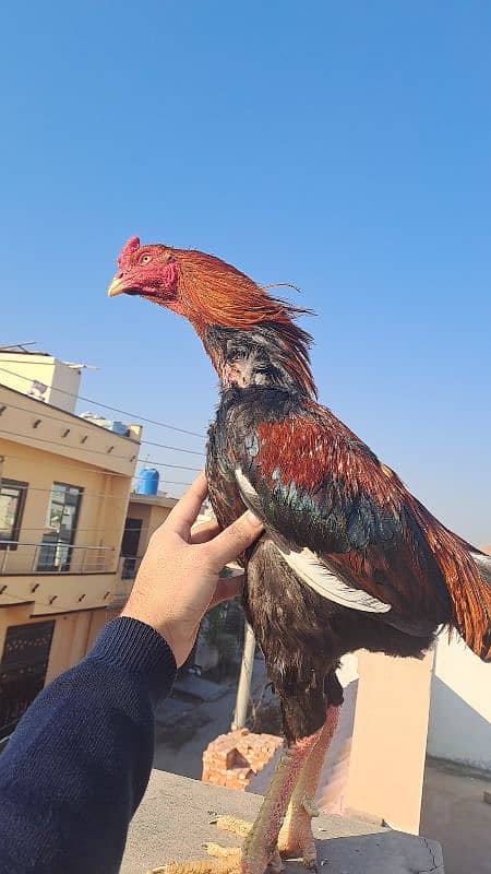 Pure Burmi Male Breed By Buleh Shah Aseel Farm Kasur. 3