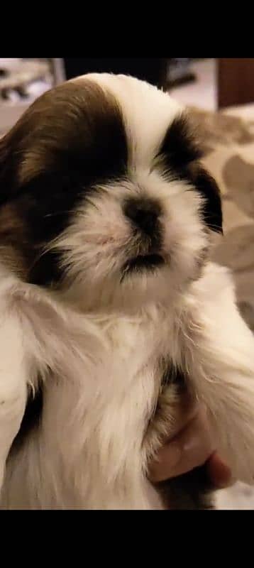 Shih Tzu / Shitzu Outstanding Pedigreed Puppies For Sale 2