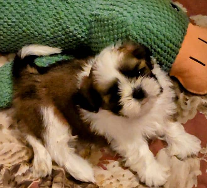 Shih Tzu / Shitzu Outstanding Pedigreed Puppies For Sale 1