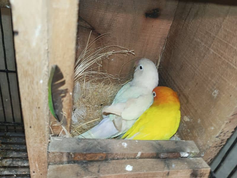 Love birds Breader piare 1