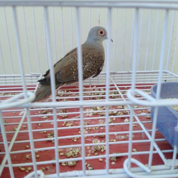 Dove Female 1