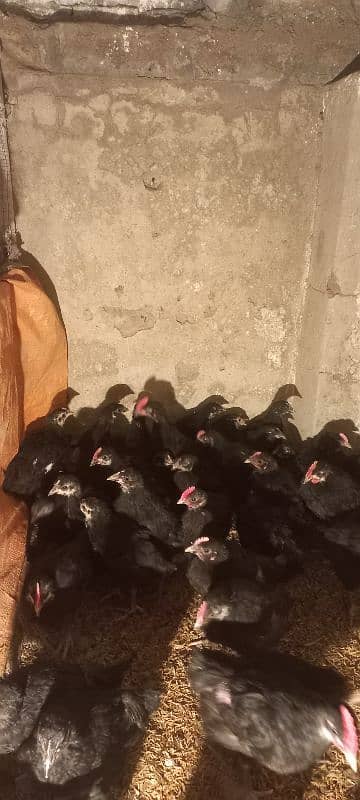 Australorp chicks 2.5 months age 0