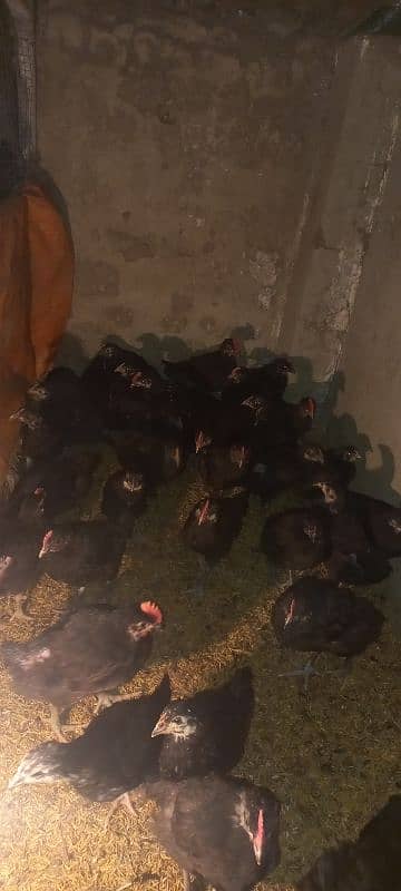 Australorp chicks 2.5 months age 1