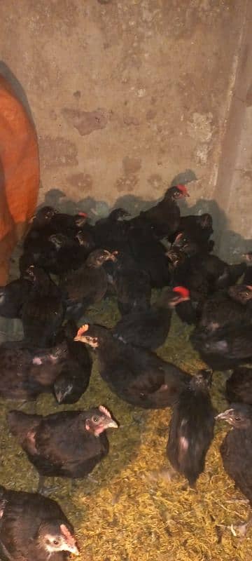 Australorp chicks 2.5 months age 2