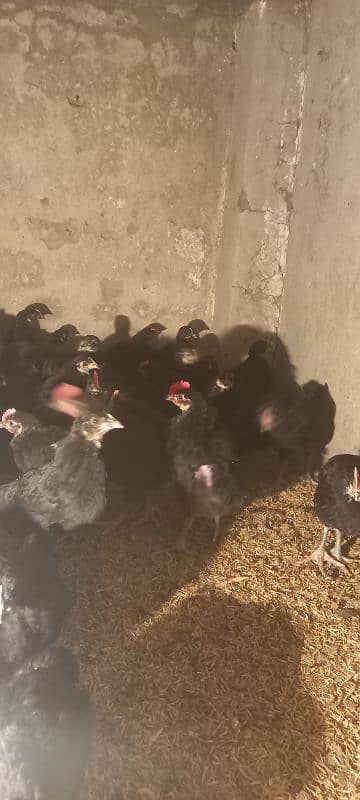 Australorp chicks 2.5 months age 3