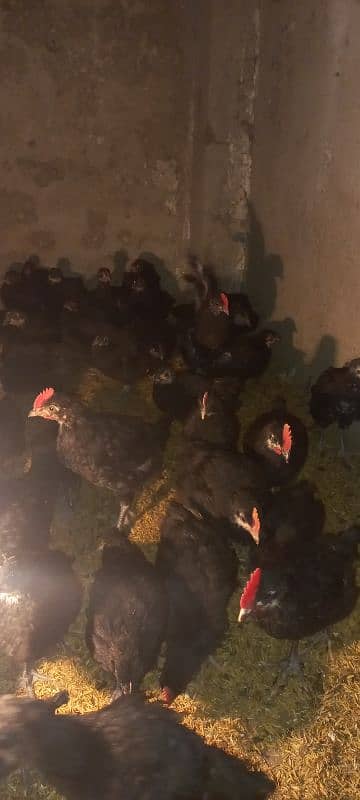 Australorp chicks 2.5 months age 4