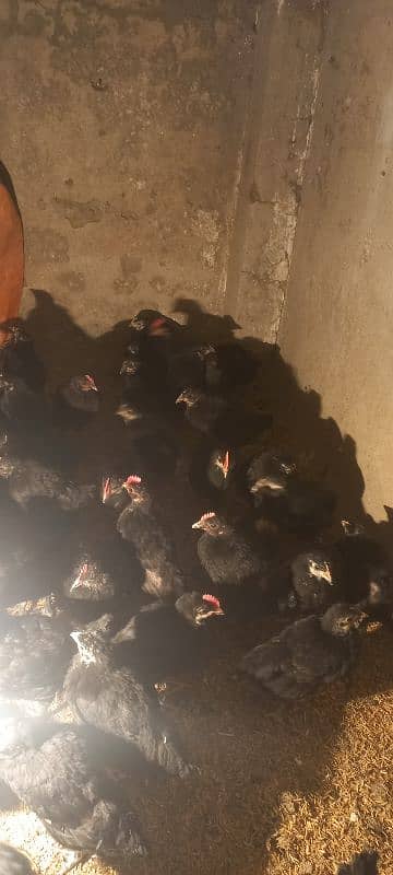 Australorp chicks 2.5 months age 5