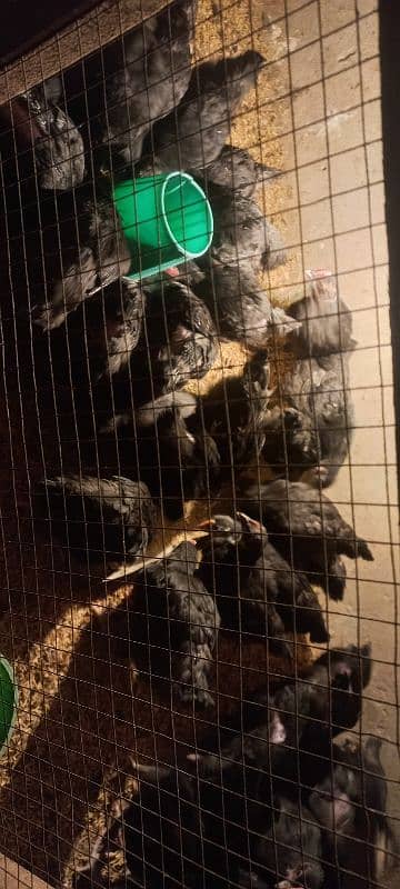 Australorp chicks 2.5 months age 6