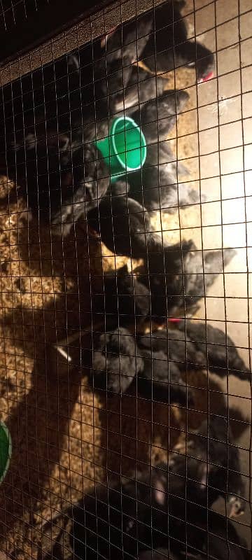 Australorp chicks 2.5 months age 7