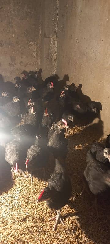 Australorp chicks 2.5 months age 8