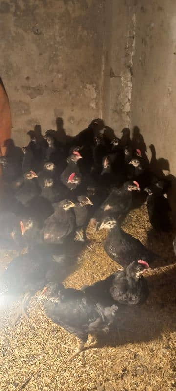 Australorp chicks 2.5 months age 9