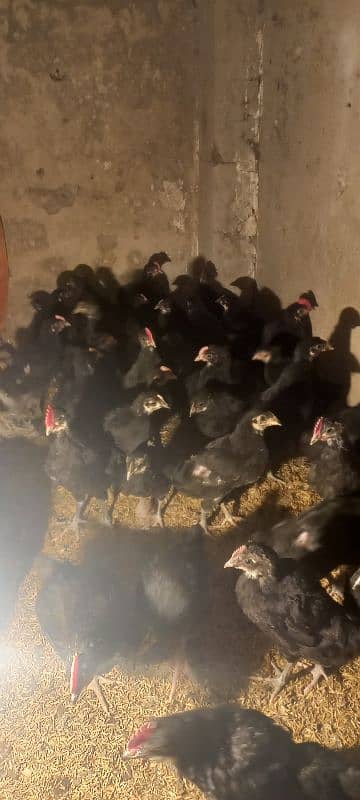 Australorp chicks 2.5 months age 10