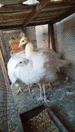 white peacock set 1 male 2 female