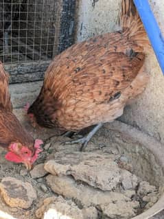 6 desi hens for sale