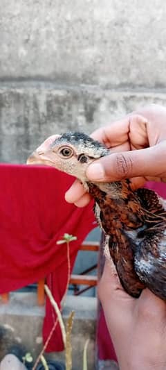 Thai chicks for sale