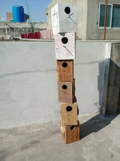 kikar box/love birds box/java box 0313.442. 13.14