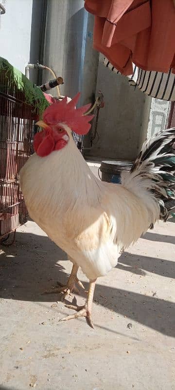 desi murga (rooster) 1