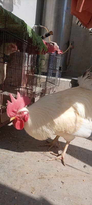 desi murga (rooster) 2