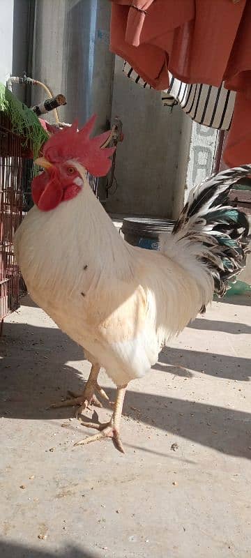 desi murga (rooster) 3