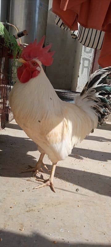 desi murga (rooster) 4