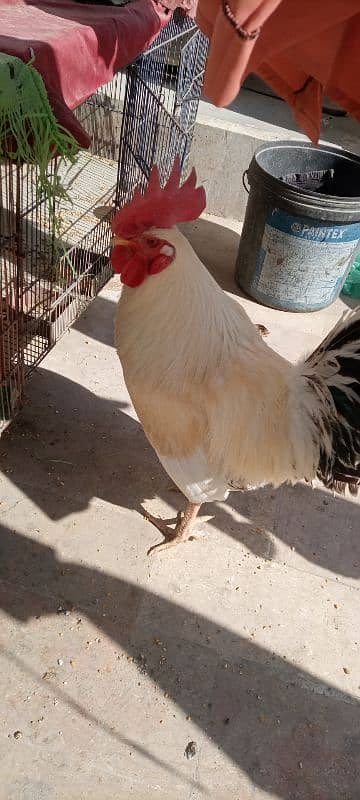 desi murga (rooster) 5