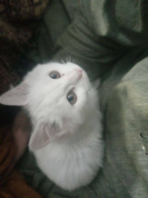 Baby cat for sell age 4 month 0